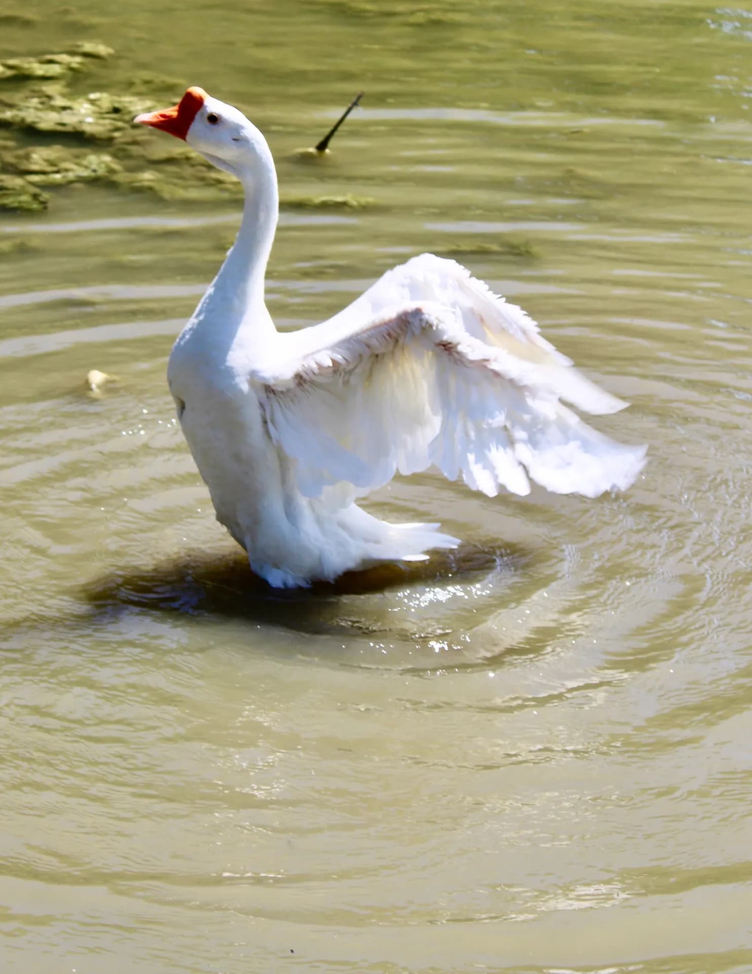 Kalyn’s Photography image