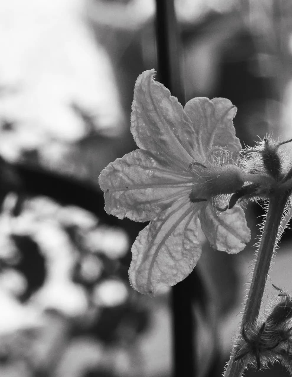 Allisonnecolesphotography image