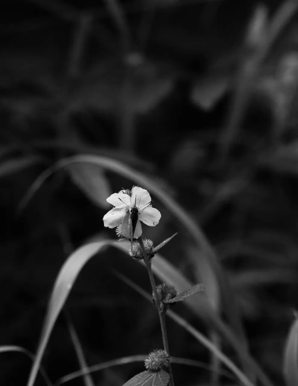 Ashley Glassburn image