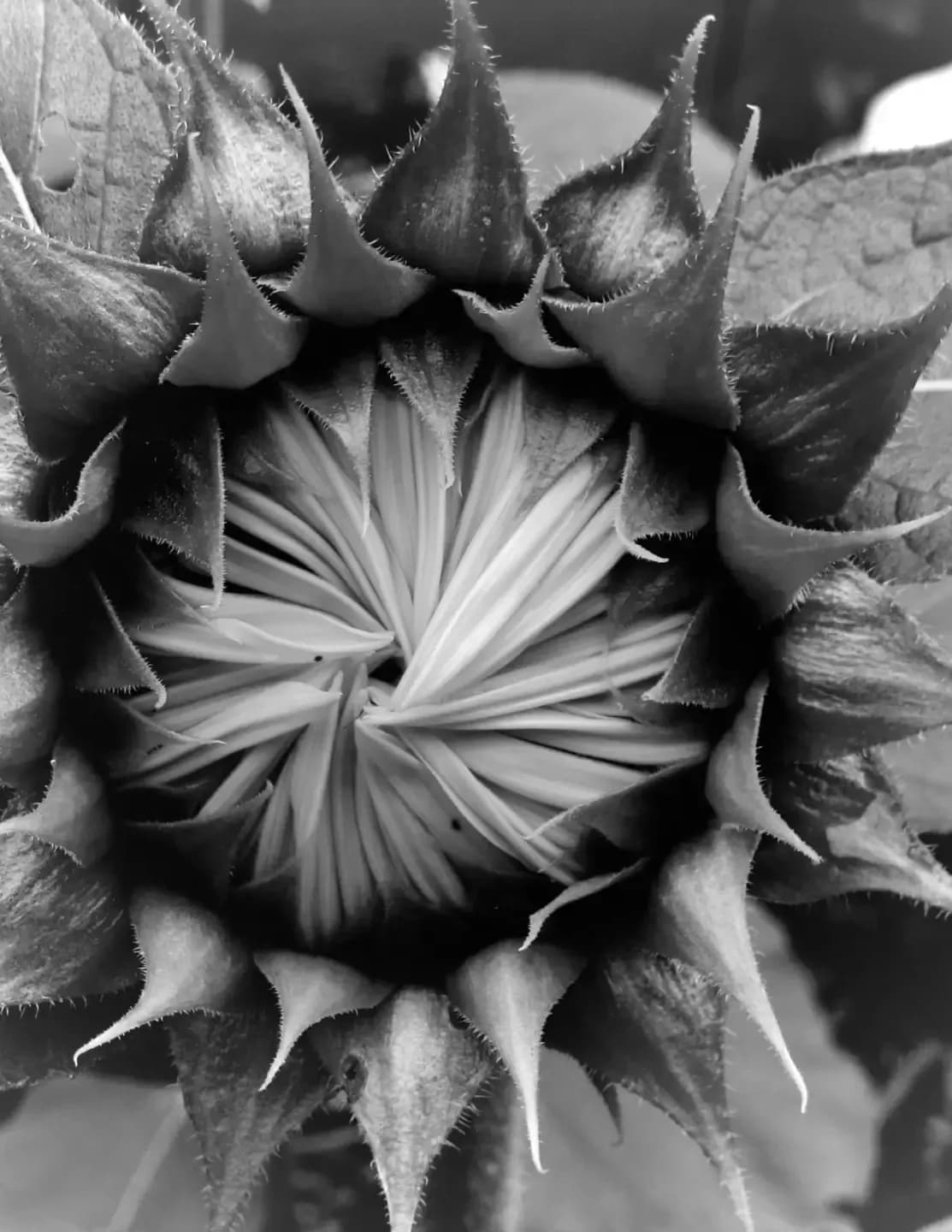 Lorie Thomas image