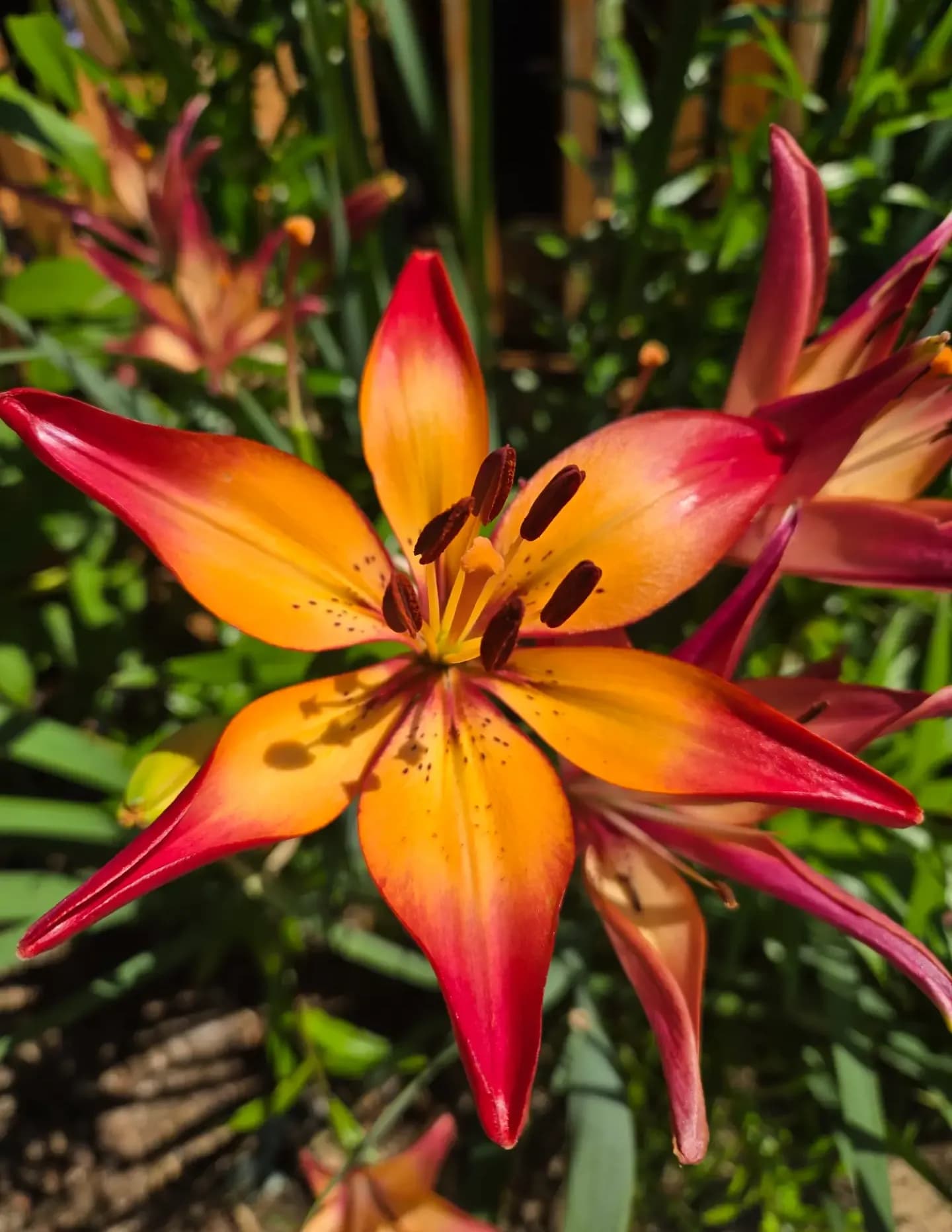 Wylde Blossom Foto image