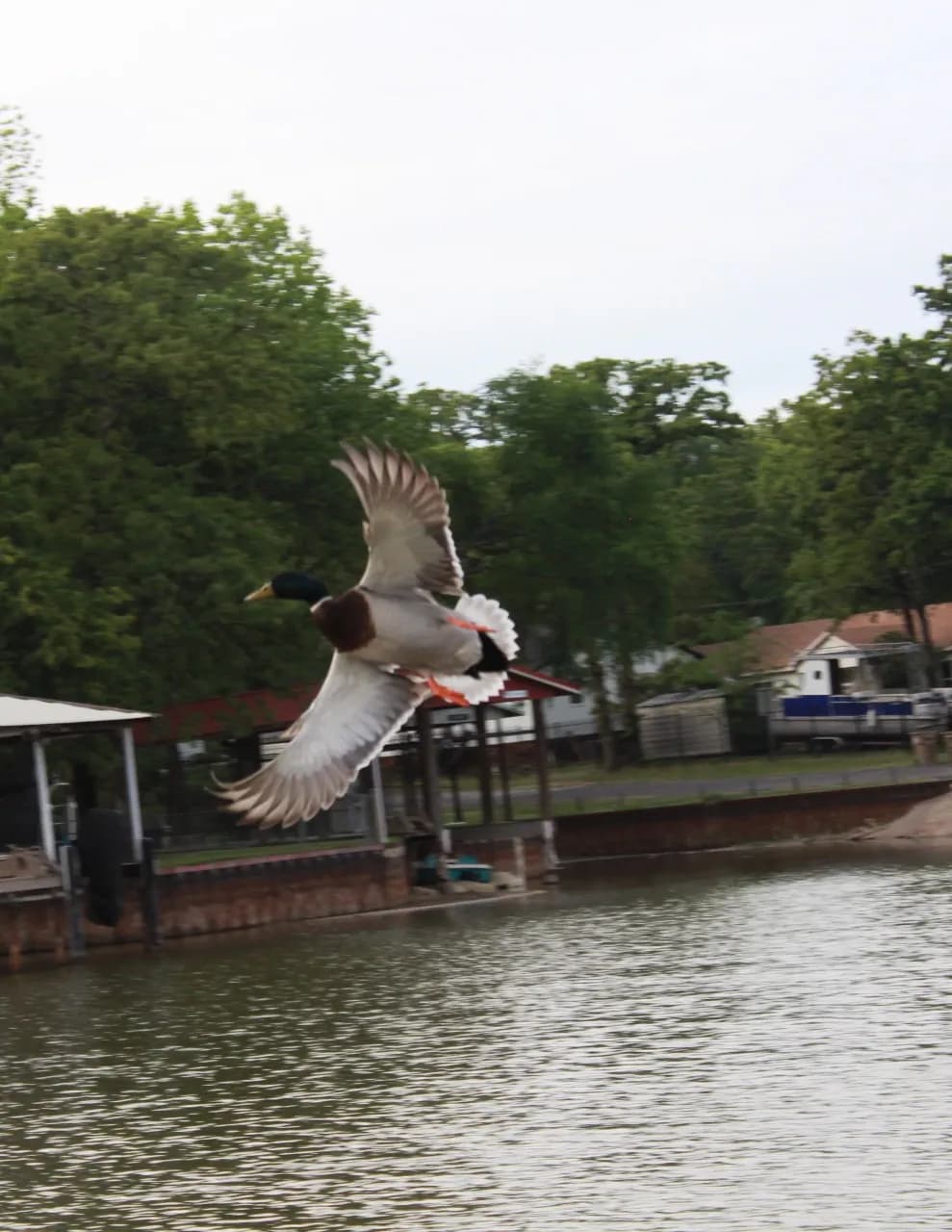 Kc_ducks image