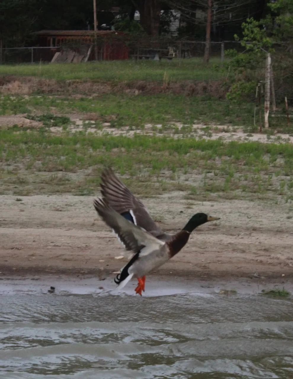 Kc_ducks image