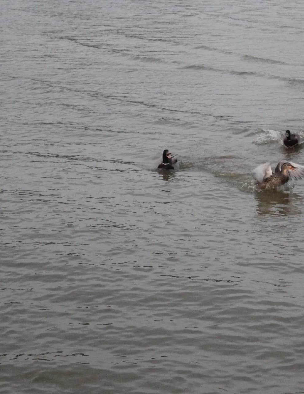 Kc_ducks image
