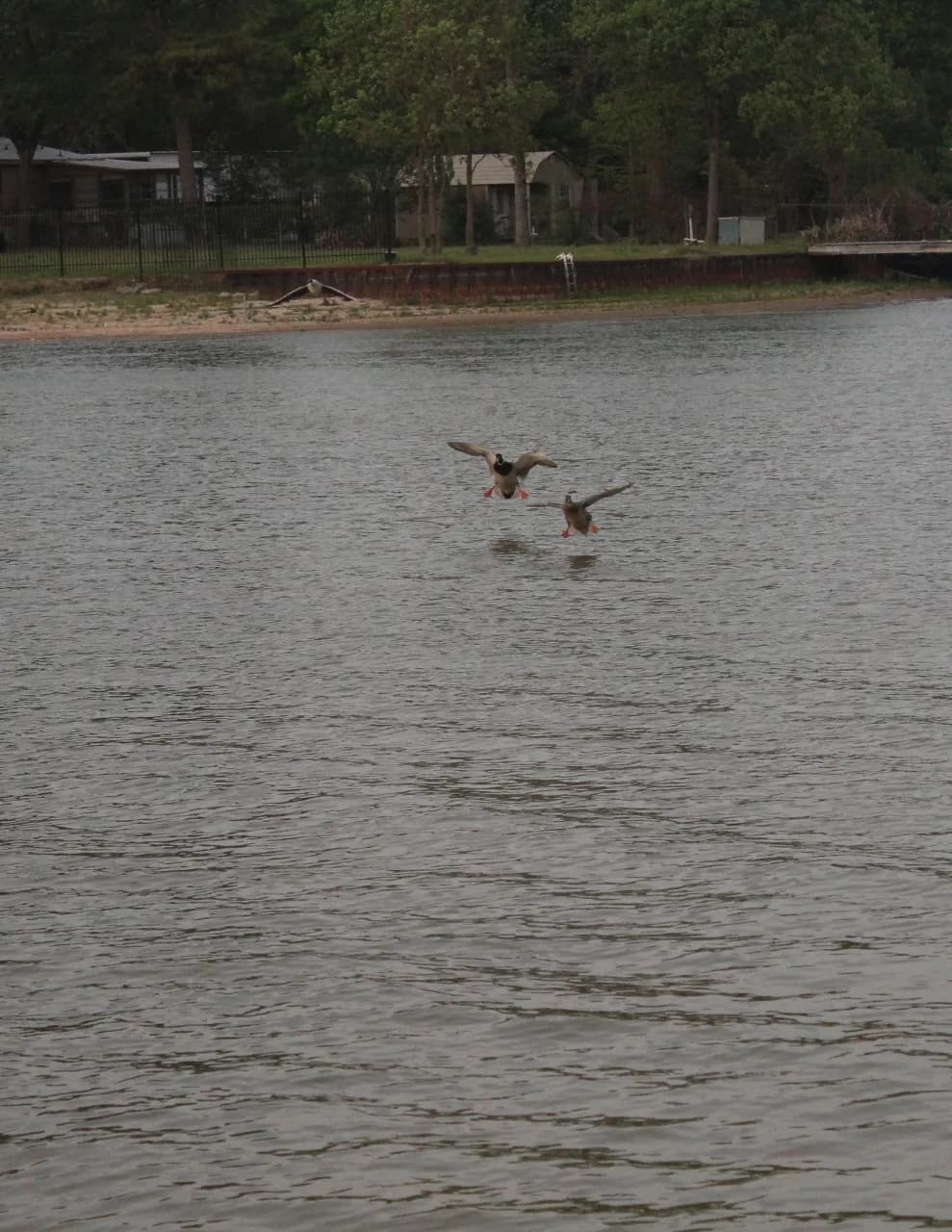 Kc_ducks image