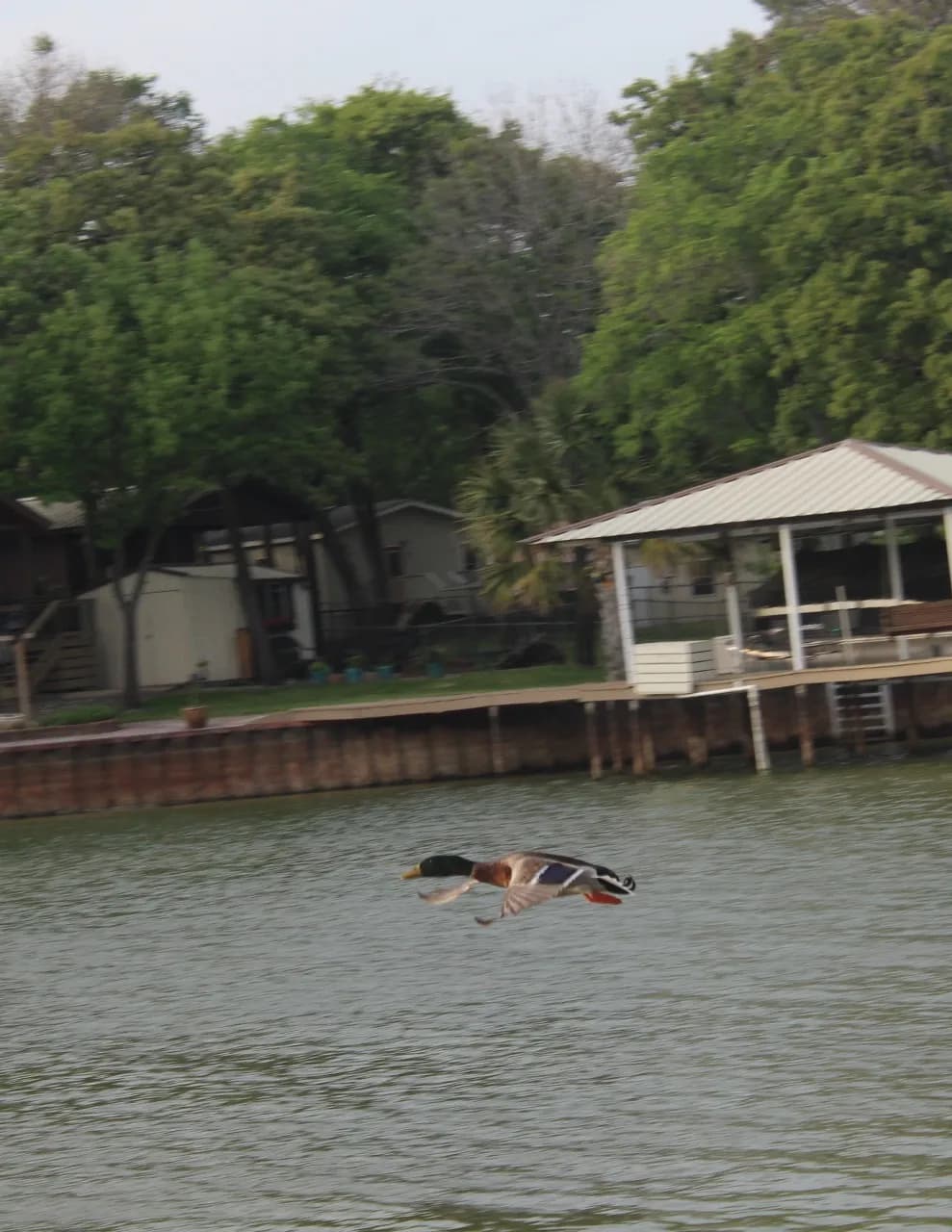 Kc_ducks image