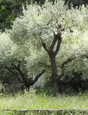 Jmclean image