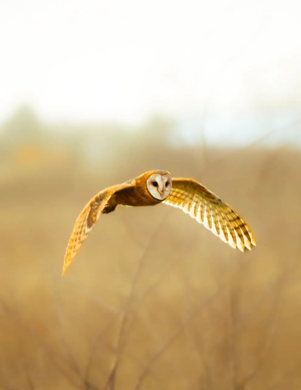Dylan Anderson image