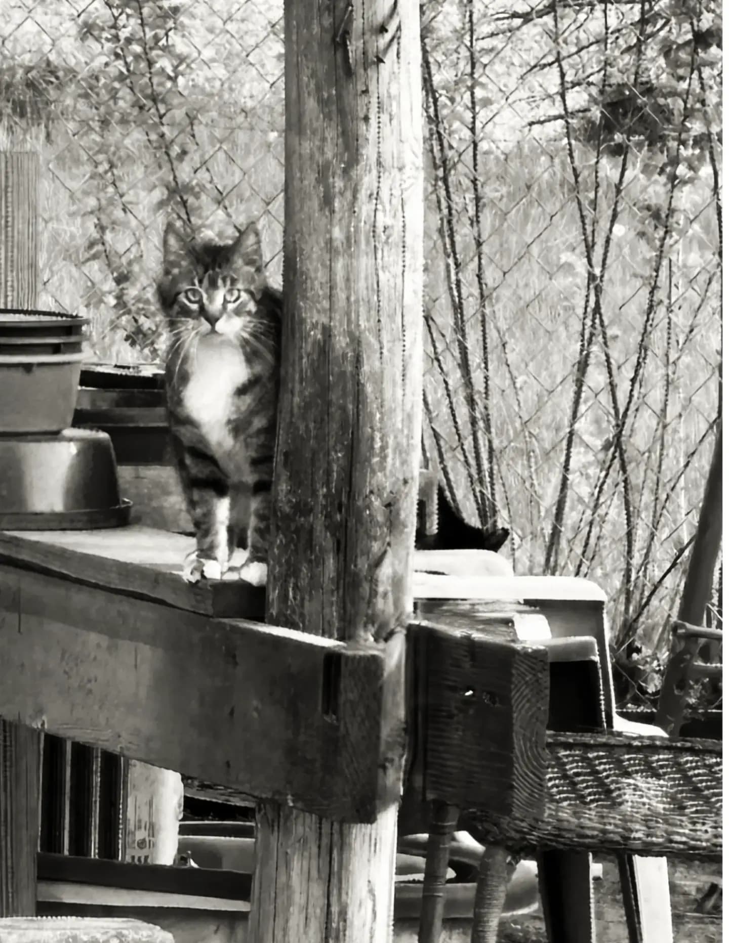 Charlie image