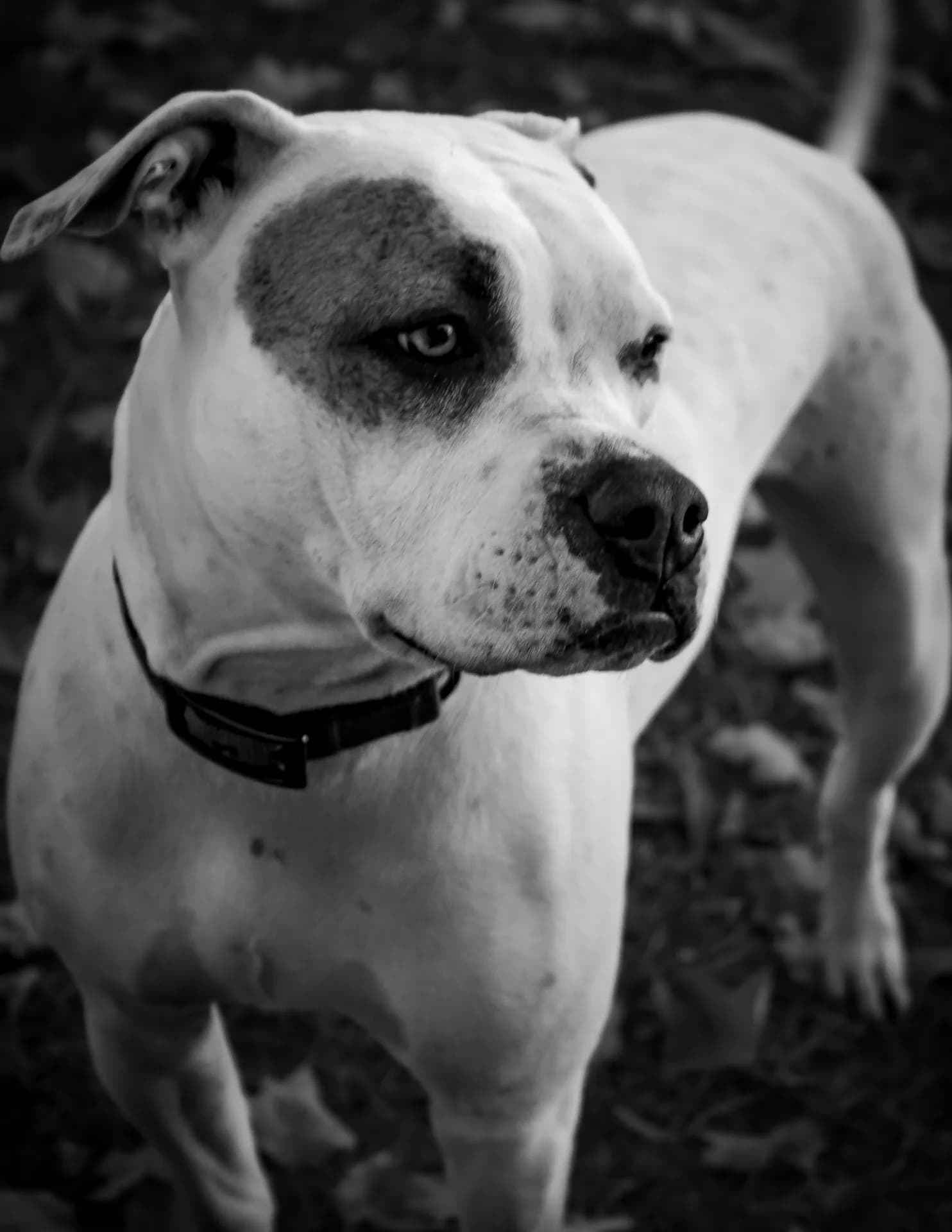 AresPhotography image
