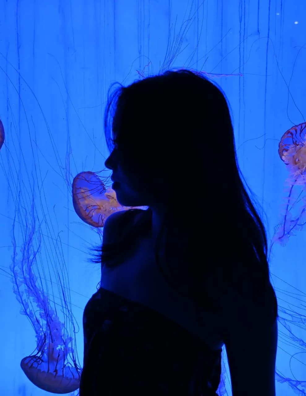 Jayda Wang image