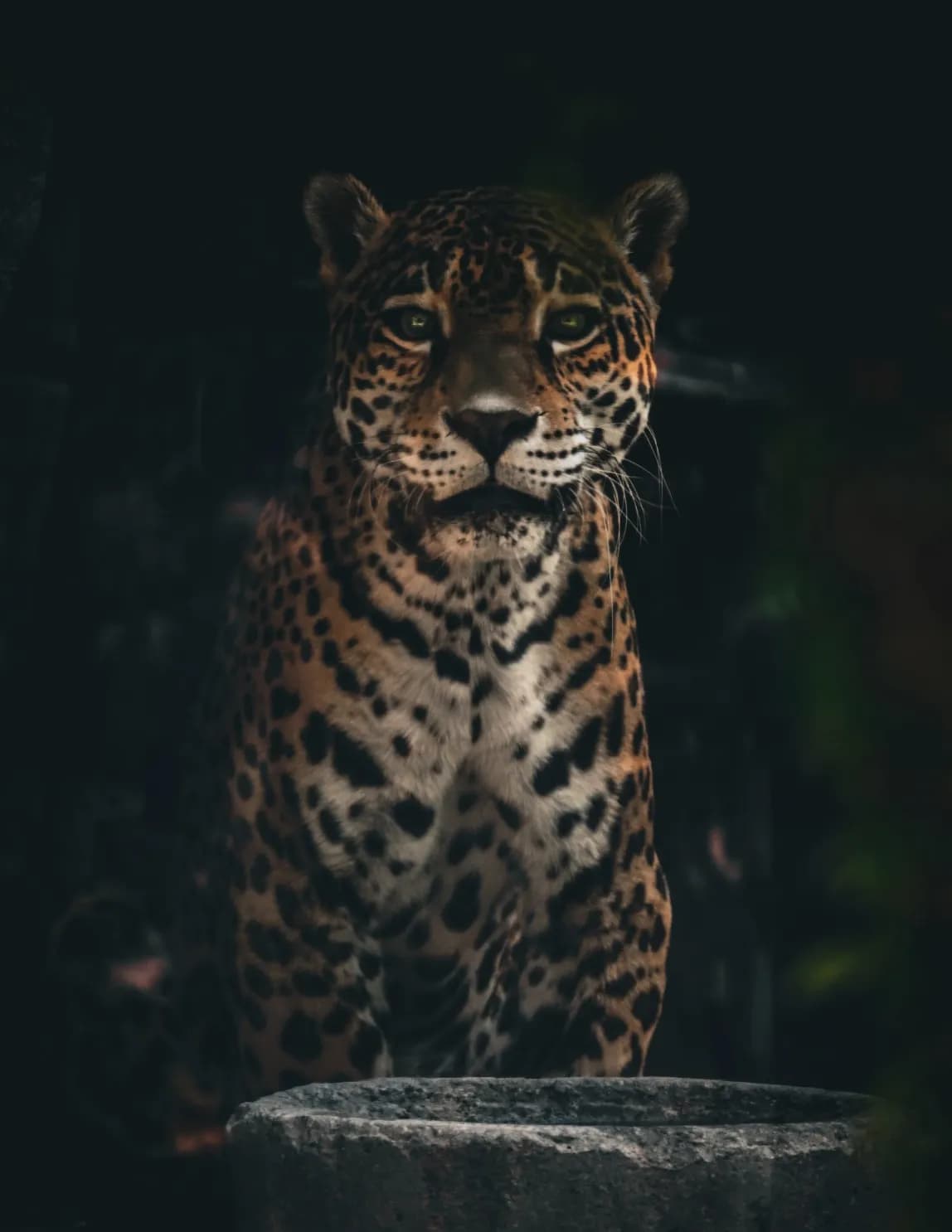 NicoleAlt92 image