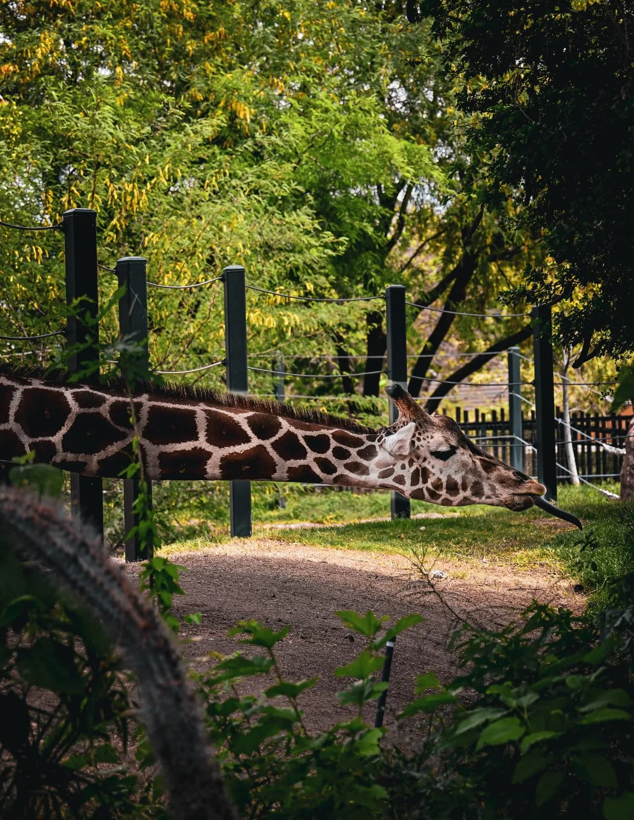 NicoleAlt92 image