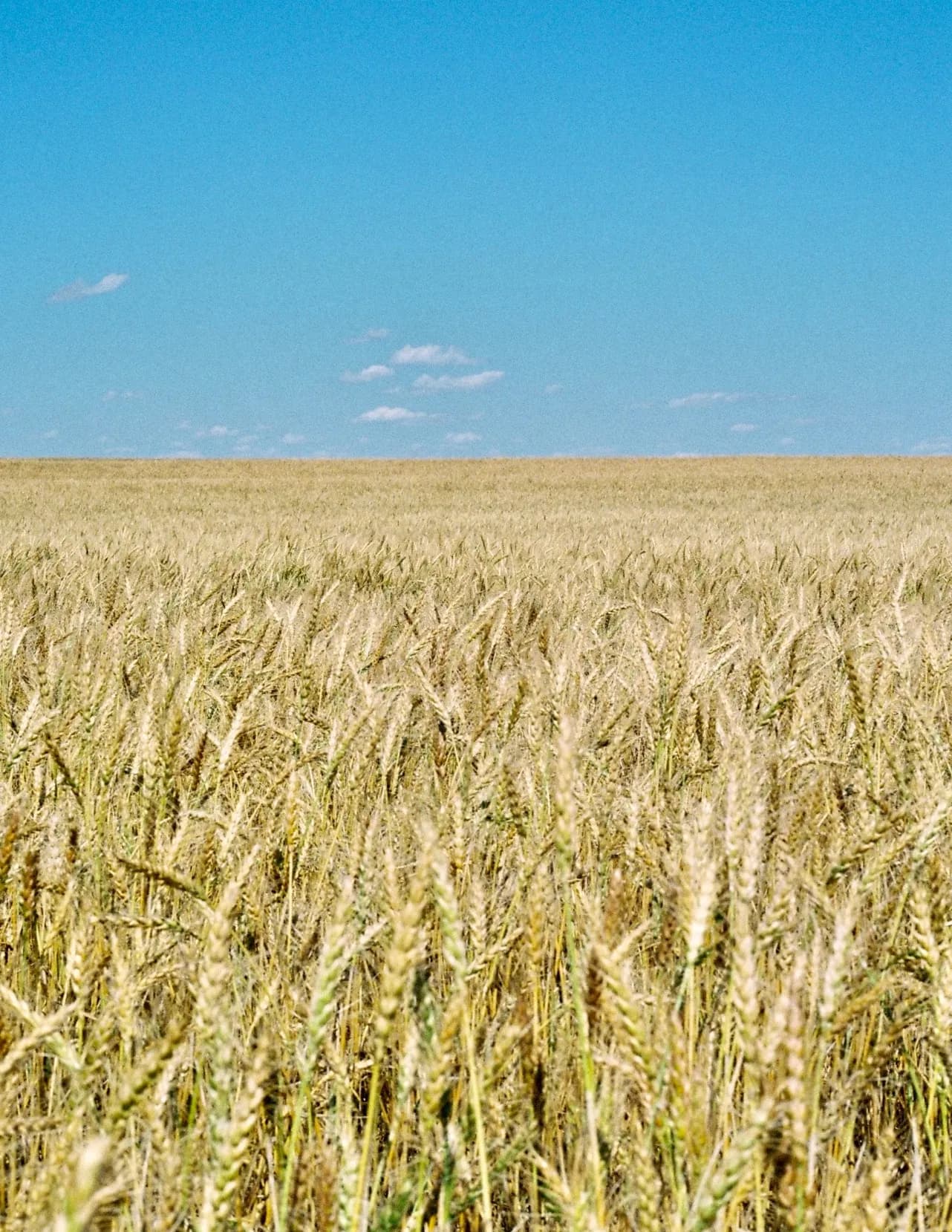 Aspen Romeiser image