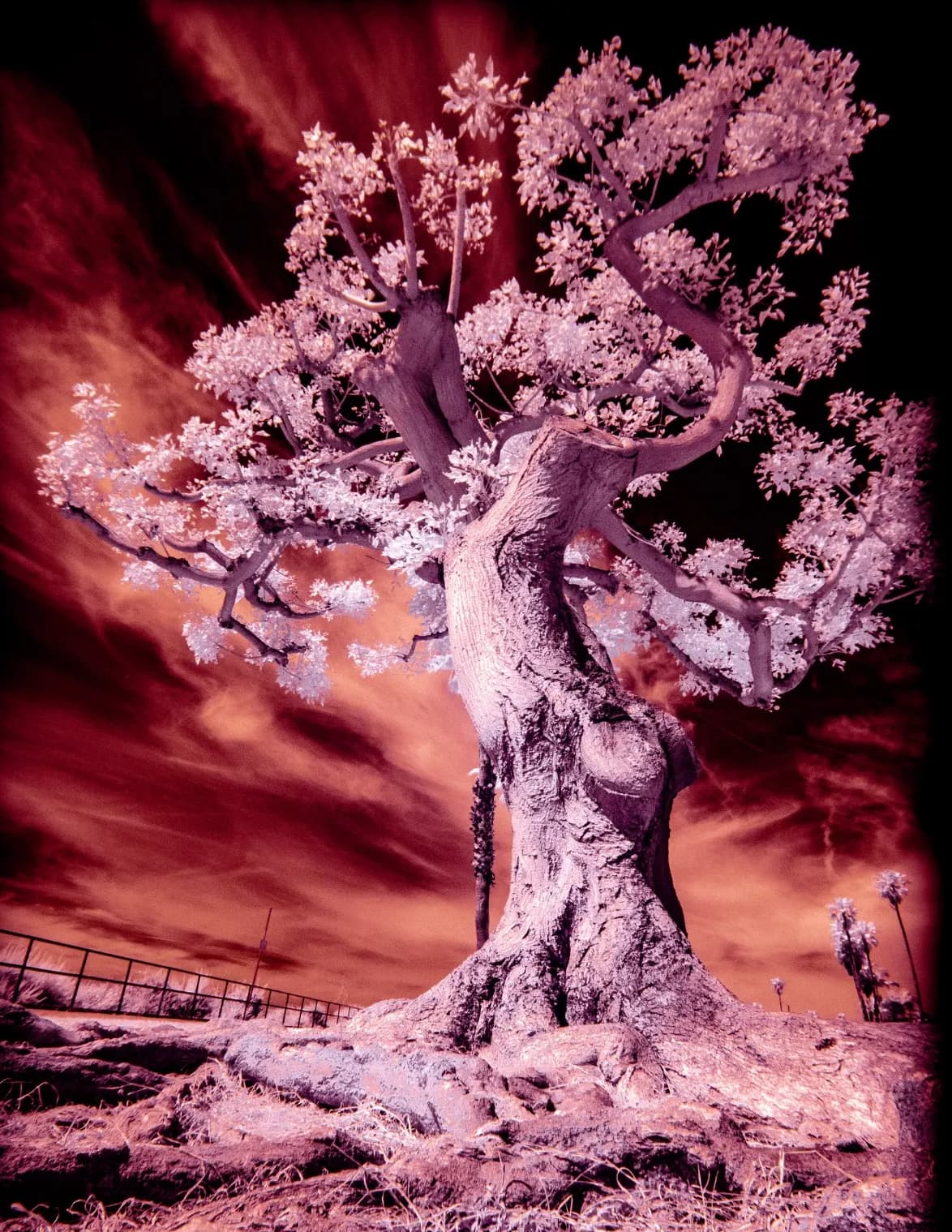 Edecortezartwork image