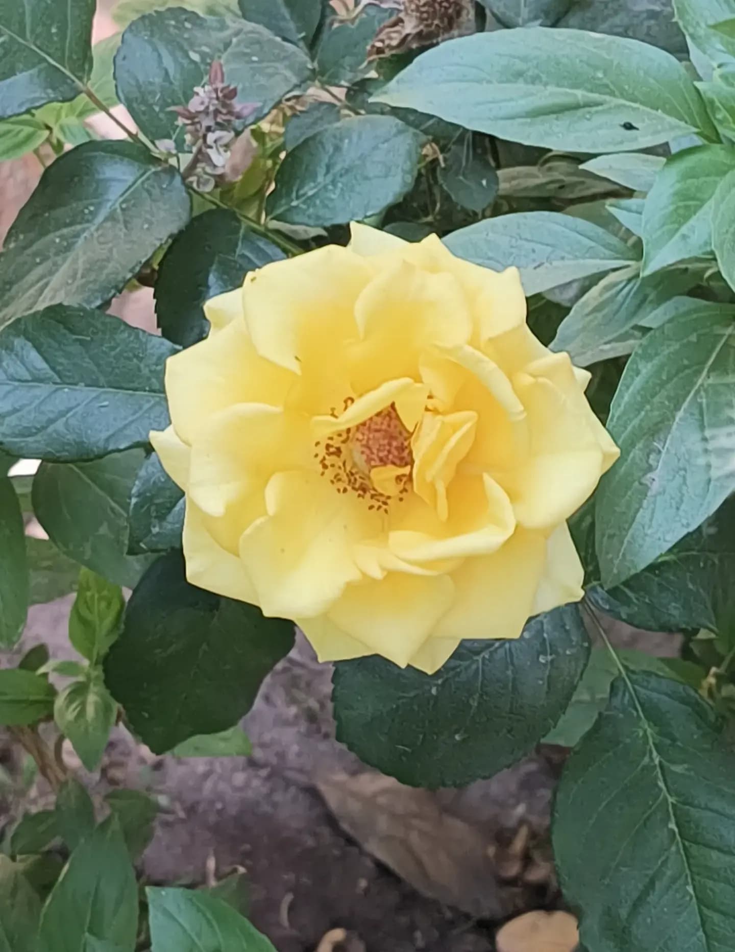 Laura Marquez image