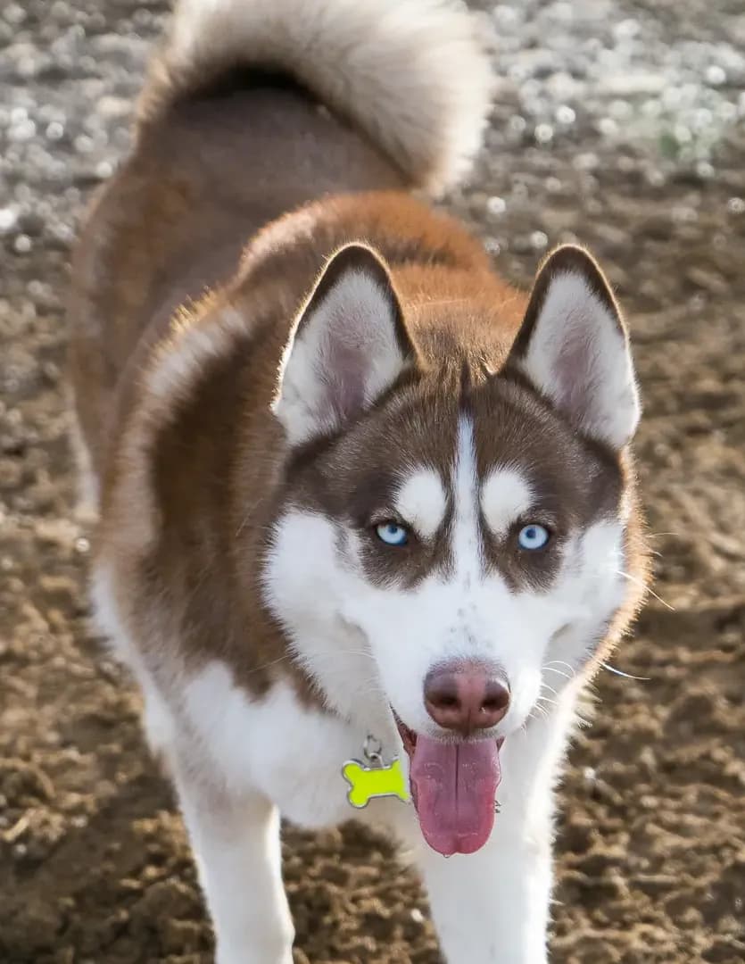 Kaden image