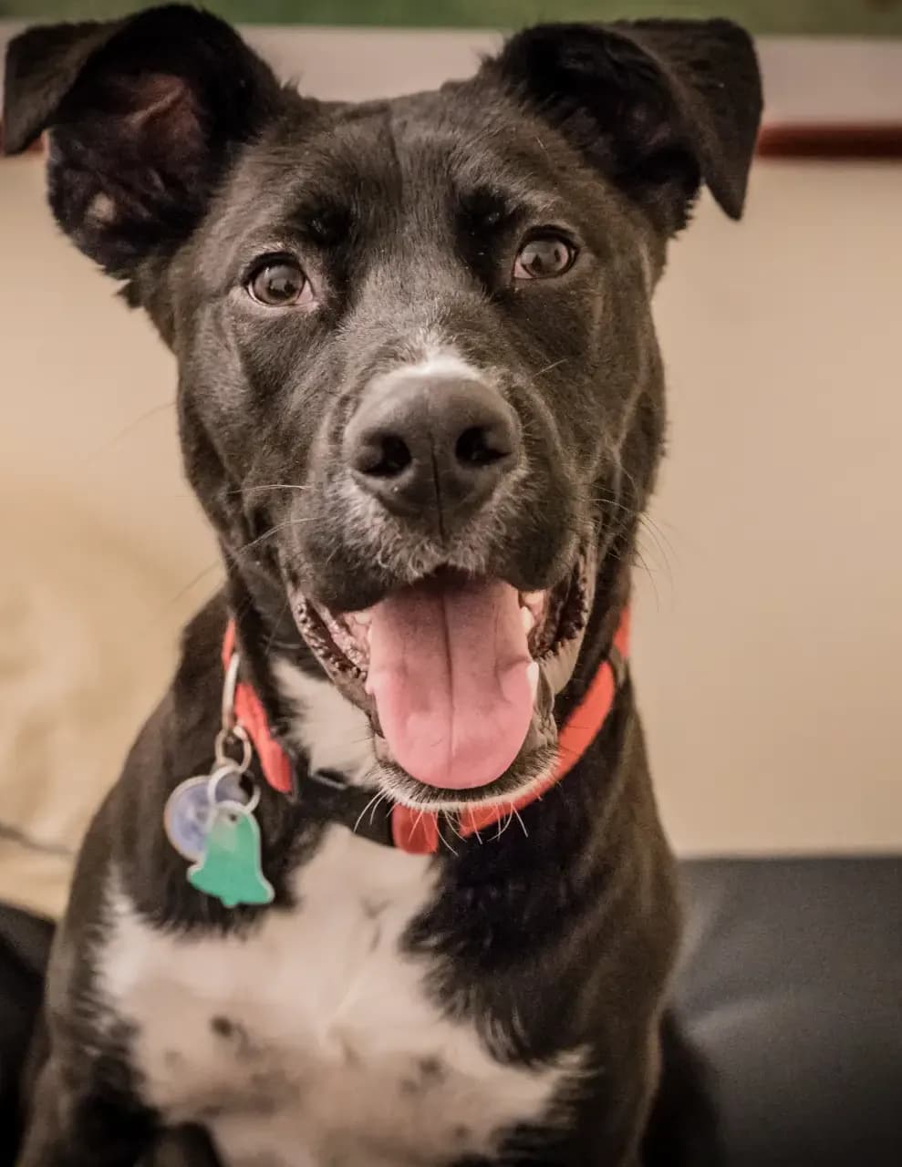 Kaden image