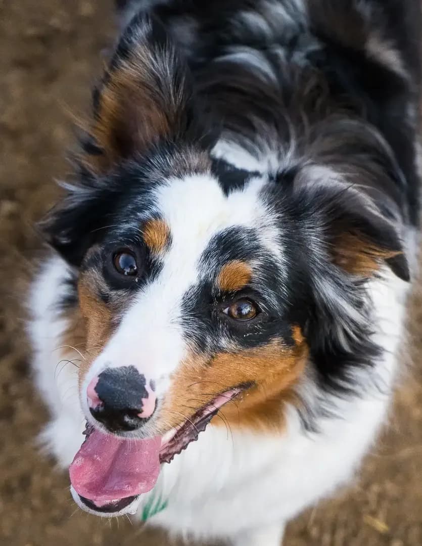 Kaden image
