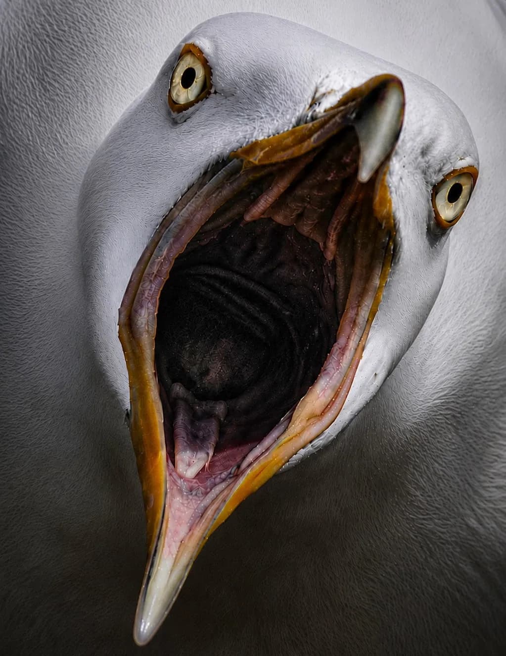 Dwayne image
