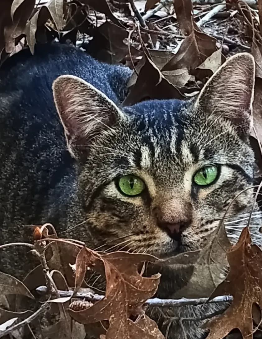 Polly image