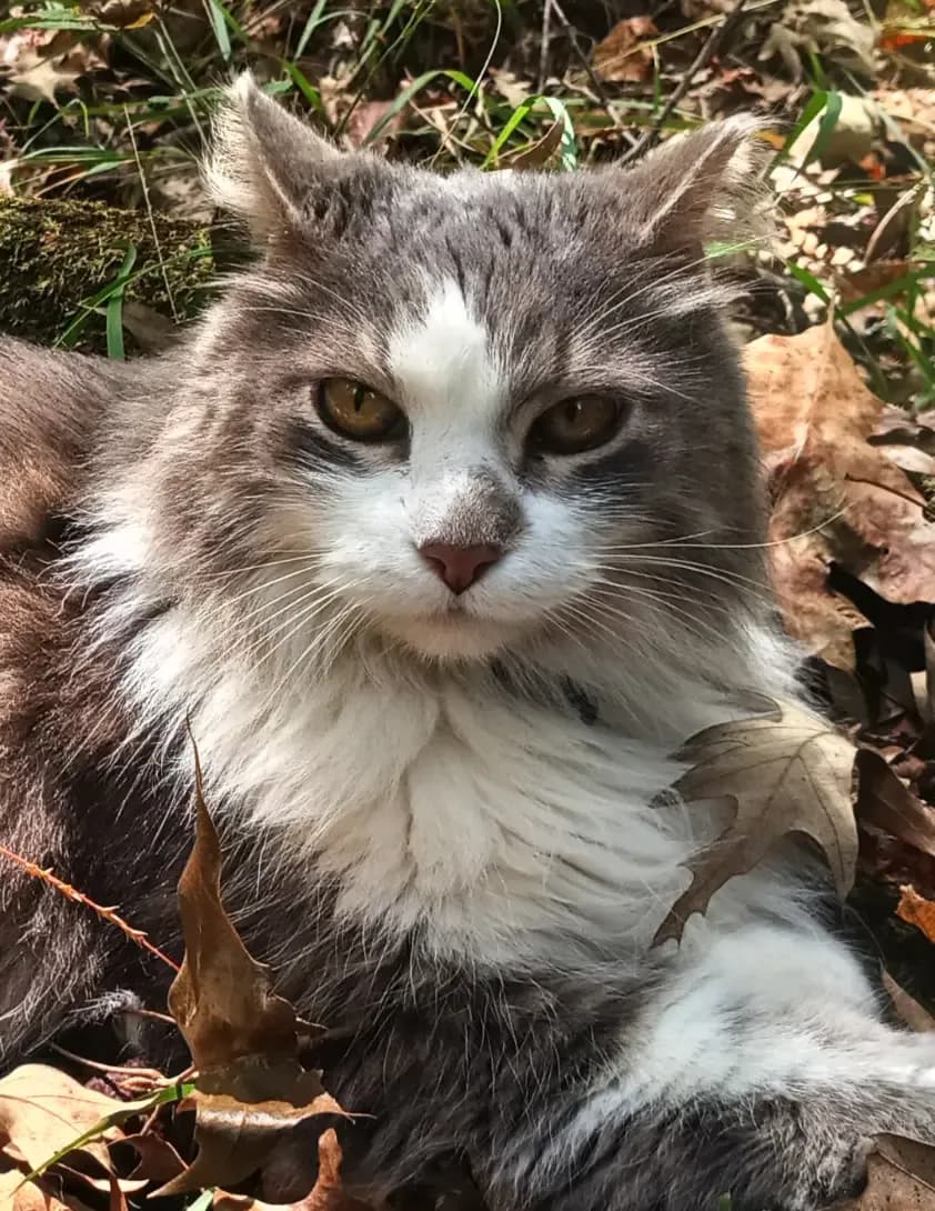 Polly image