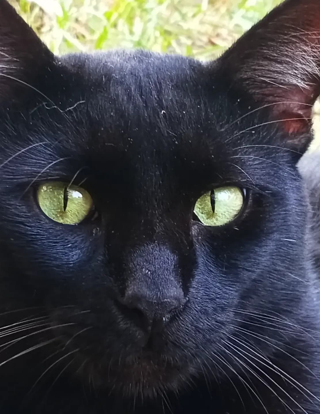 Polly image