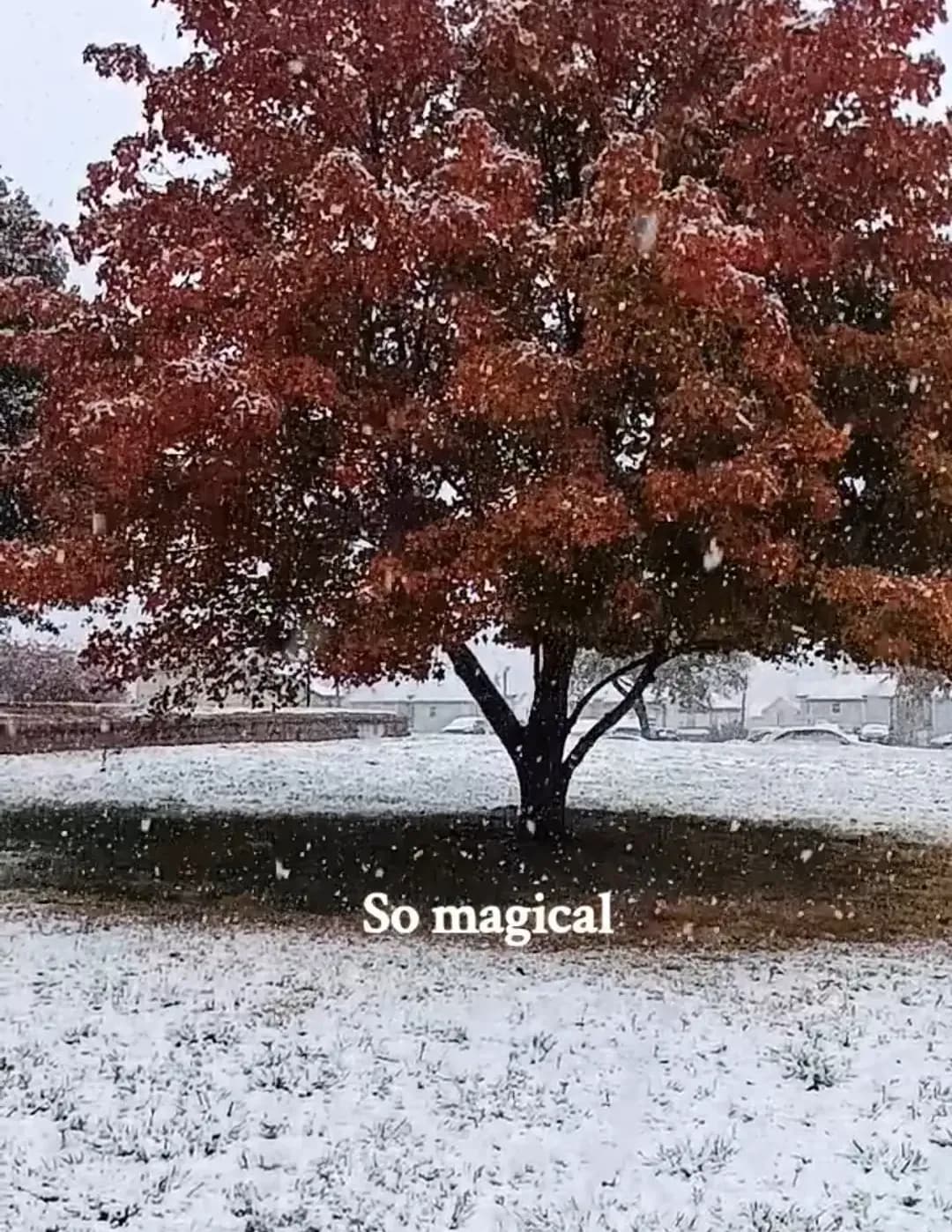 Polly image