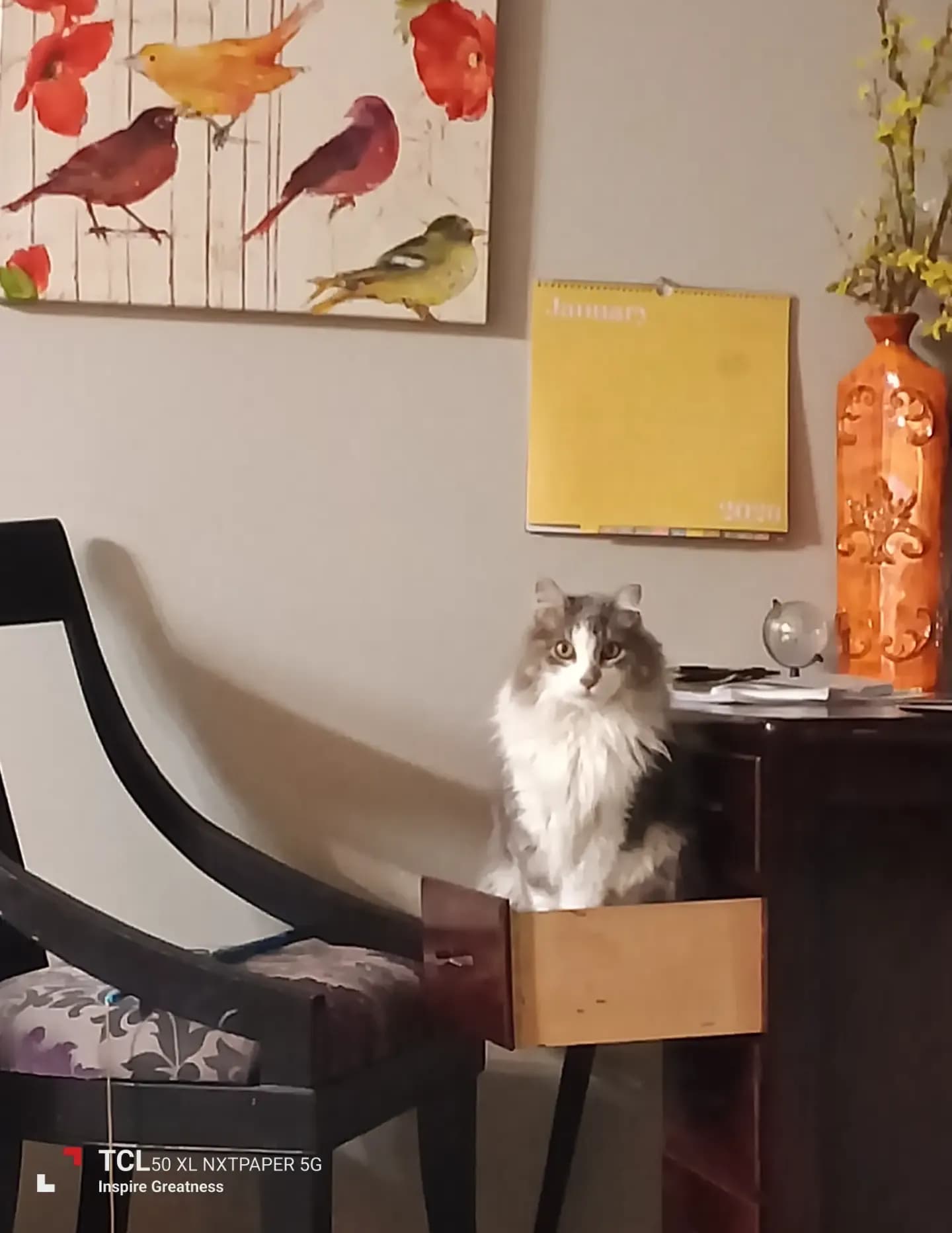 Polly image
