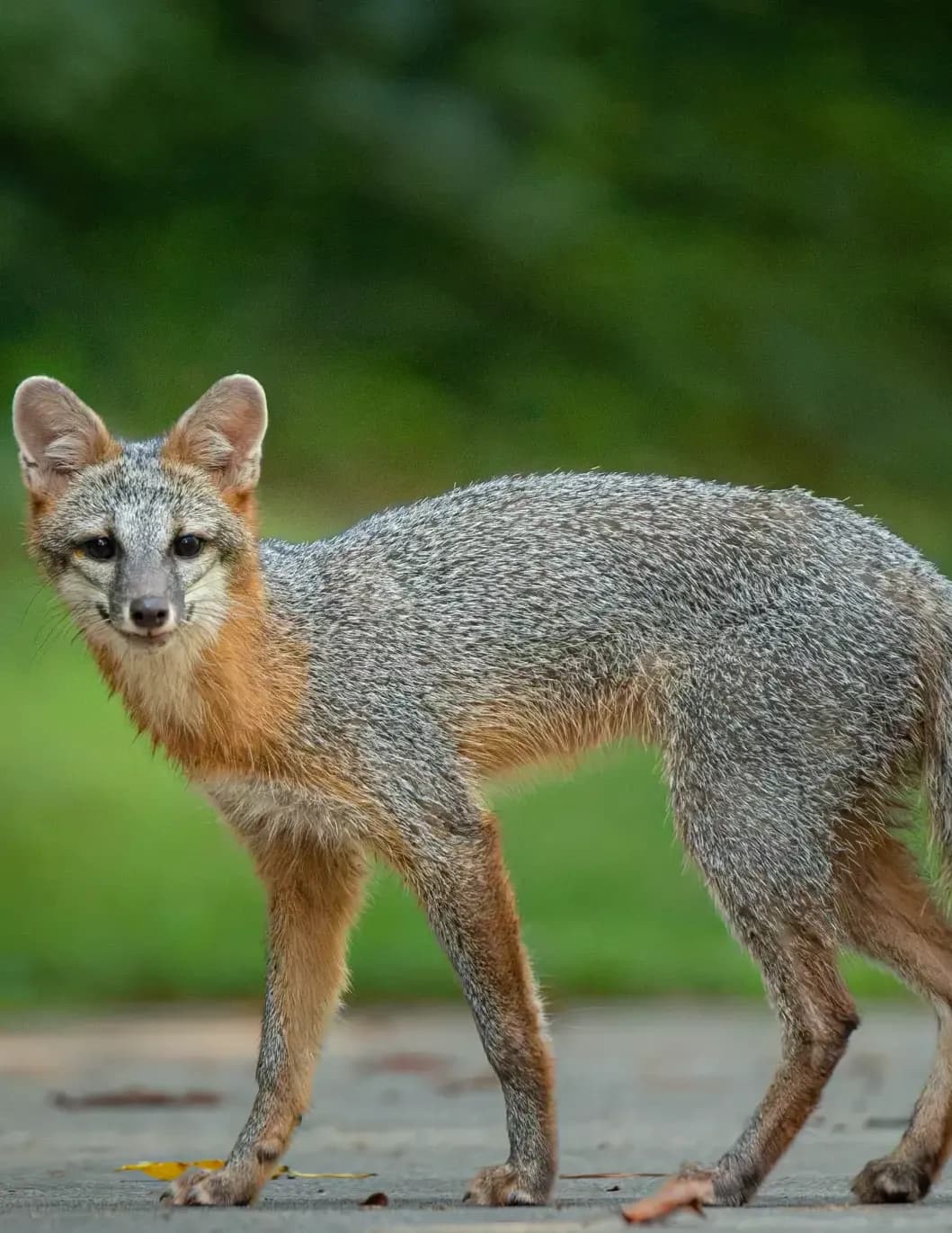 badger476655 image