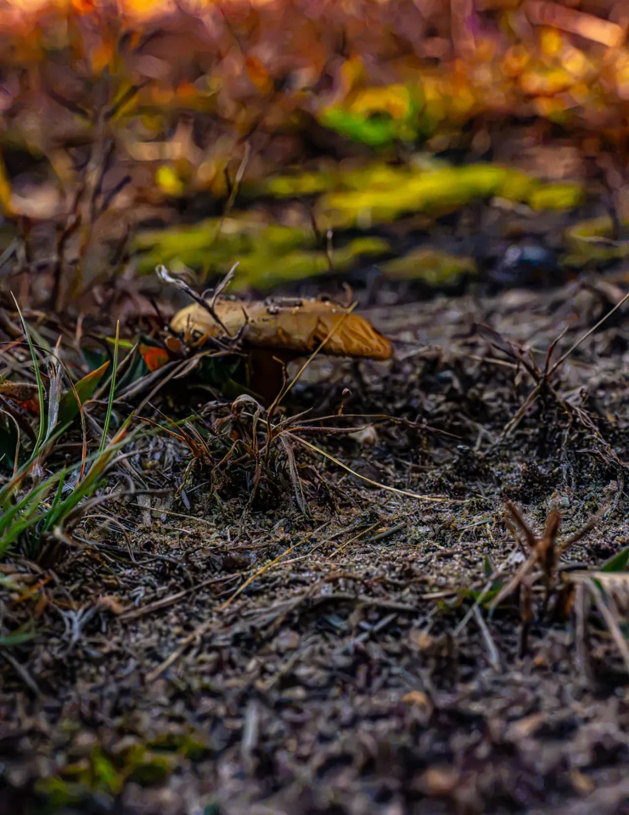 Oldman Canada Photography image