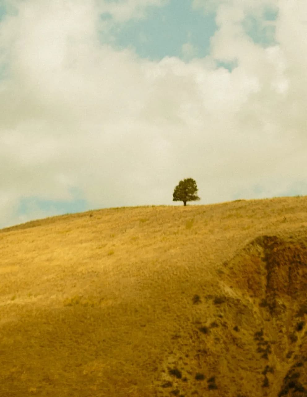 Noah image