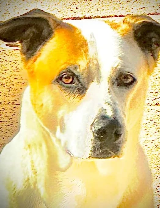 Chuck image