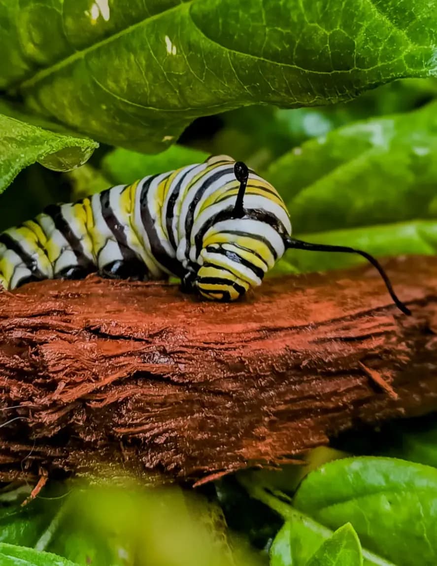Tinyandwildphotography image