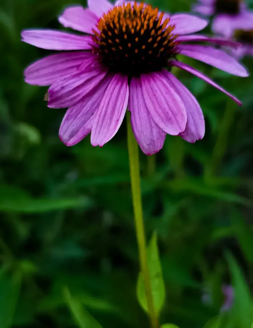 Tinyandwildphotography image