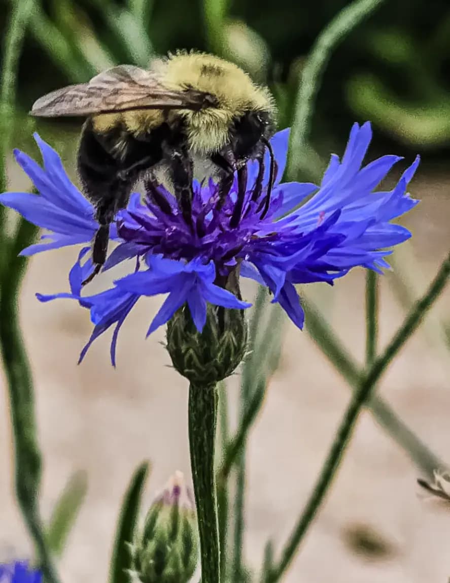 Tinyandwildphotography image