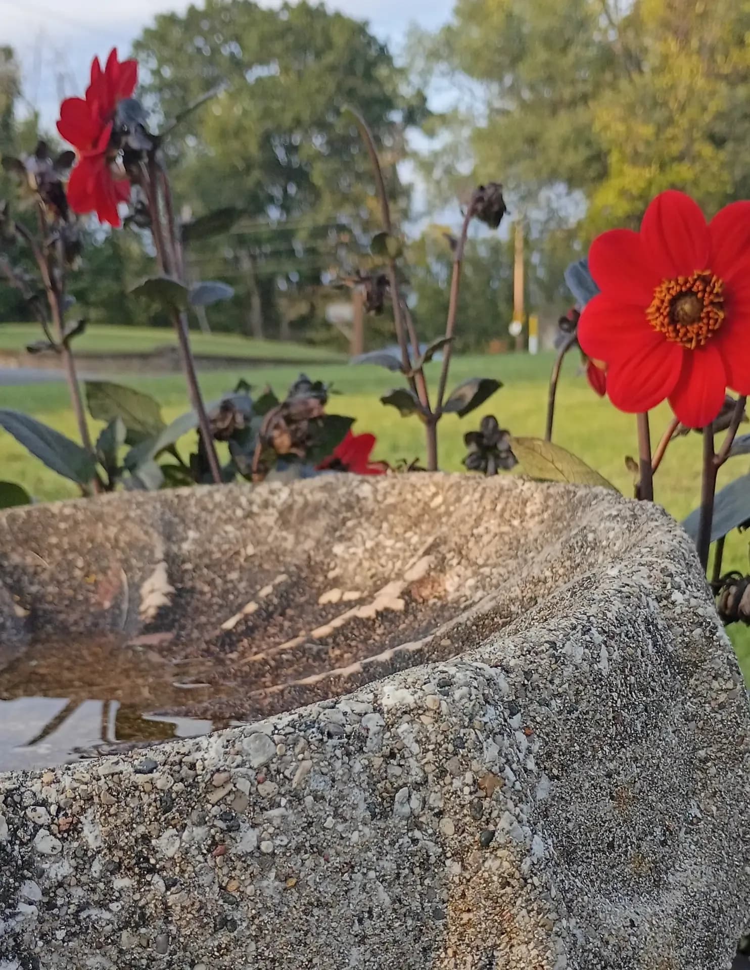 LizRose image