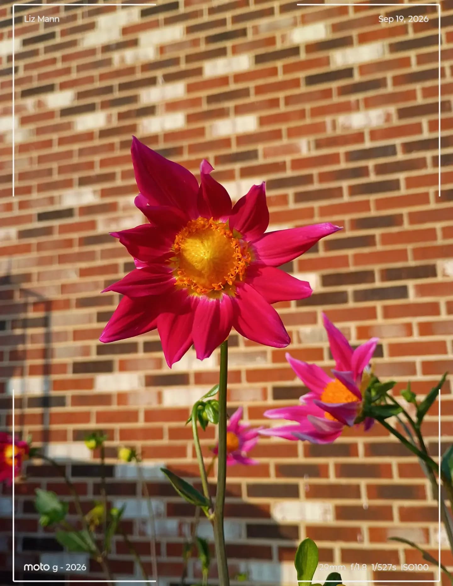 LizRose image