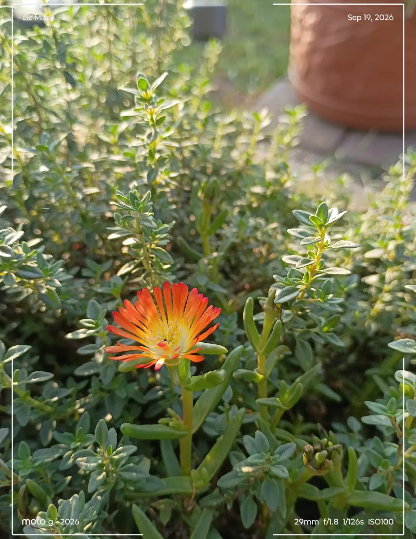 LizRose image
