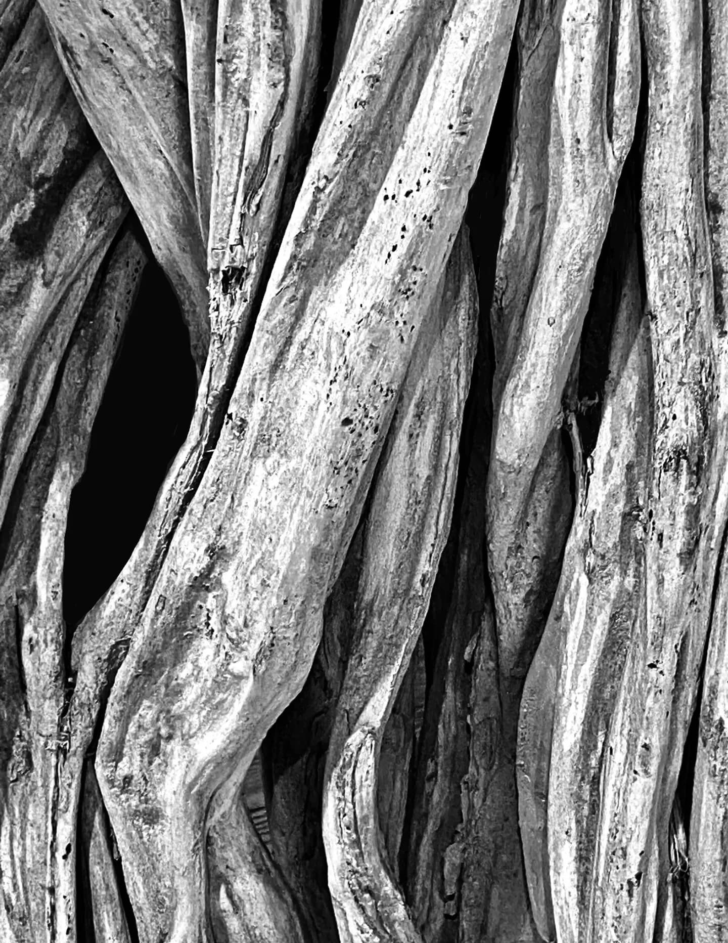 Richard Longo Burrows image