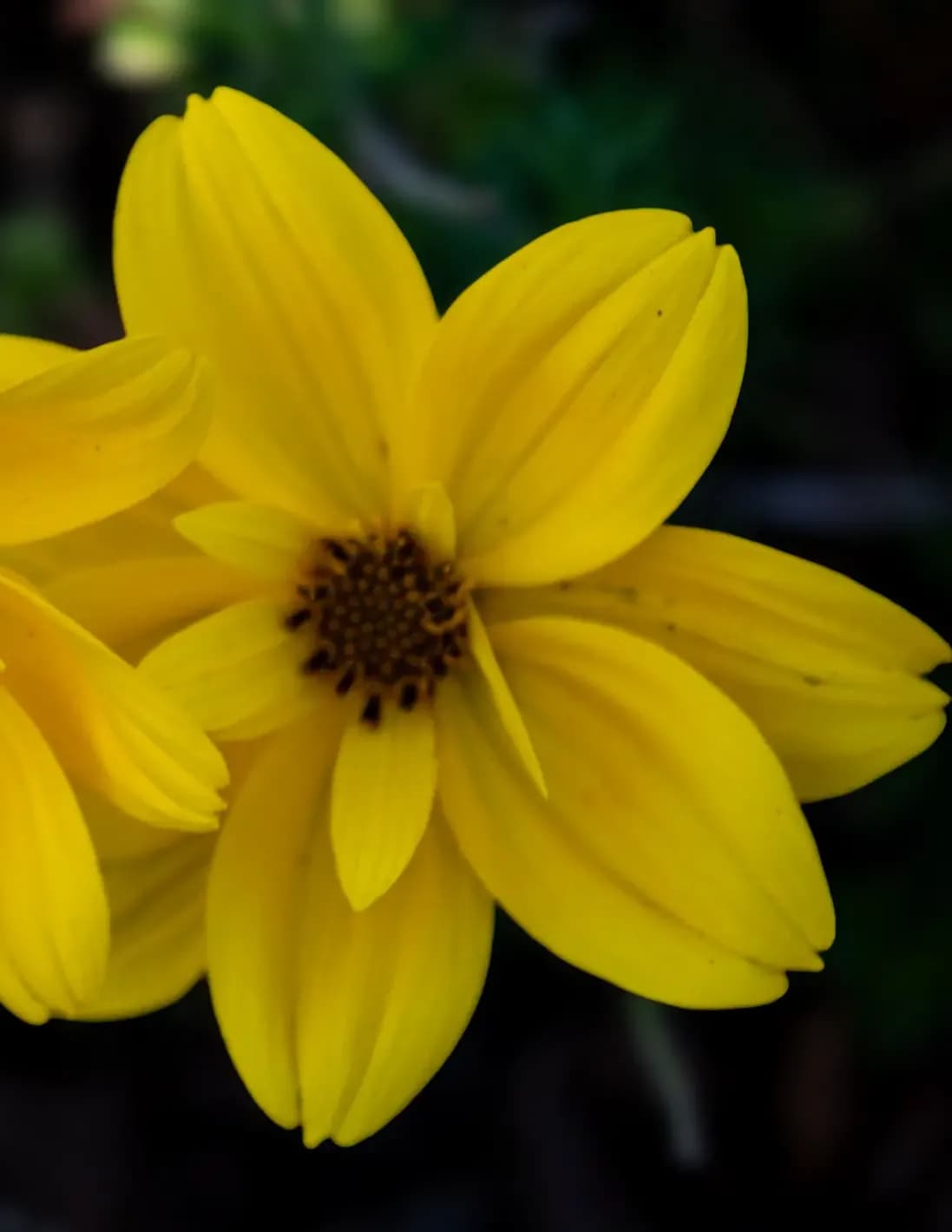JinxxedBloom image
