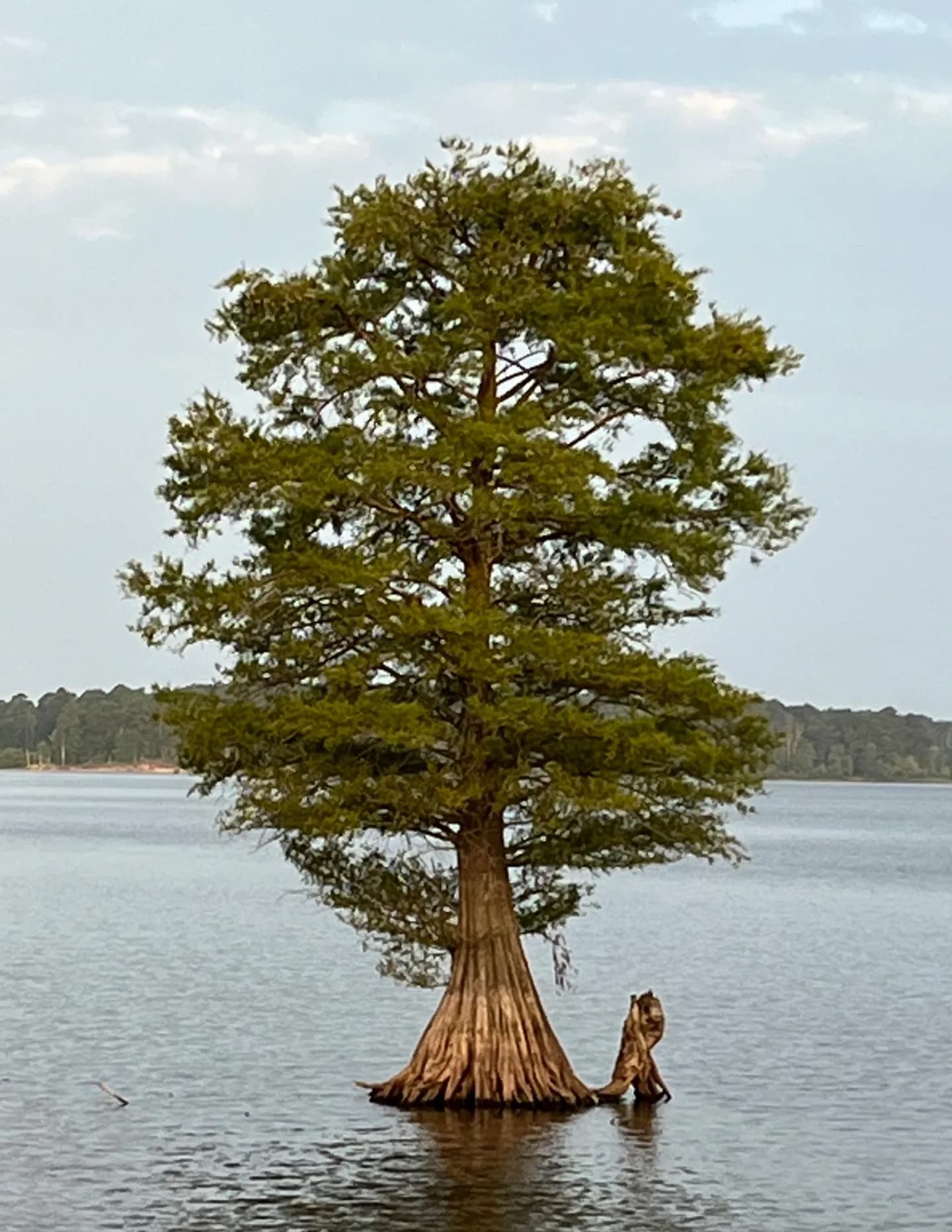 Jerry Driskill image