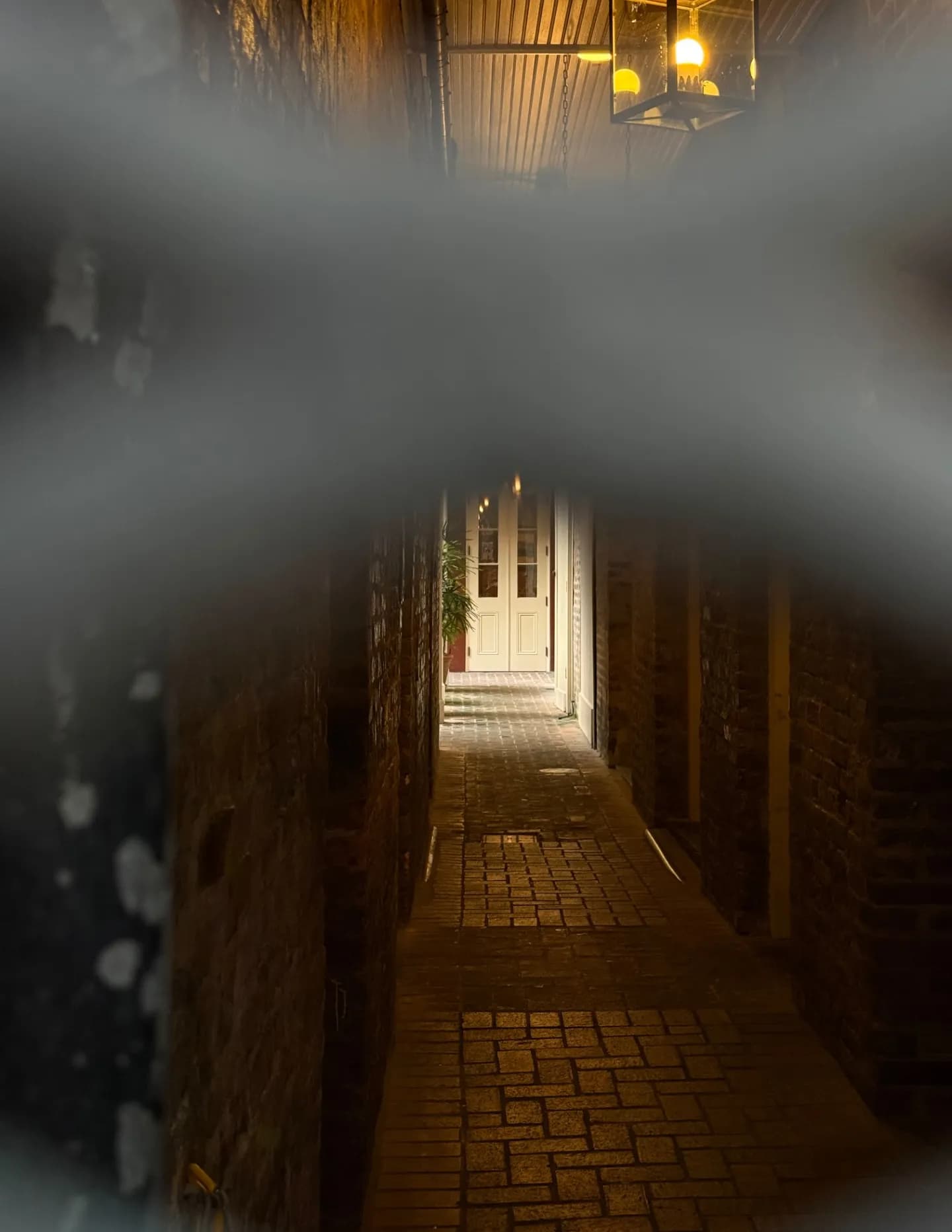 Bergenreese image