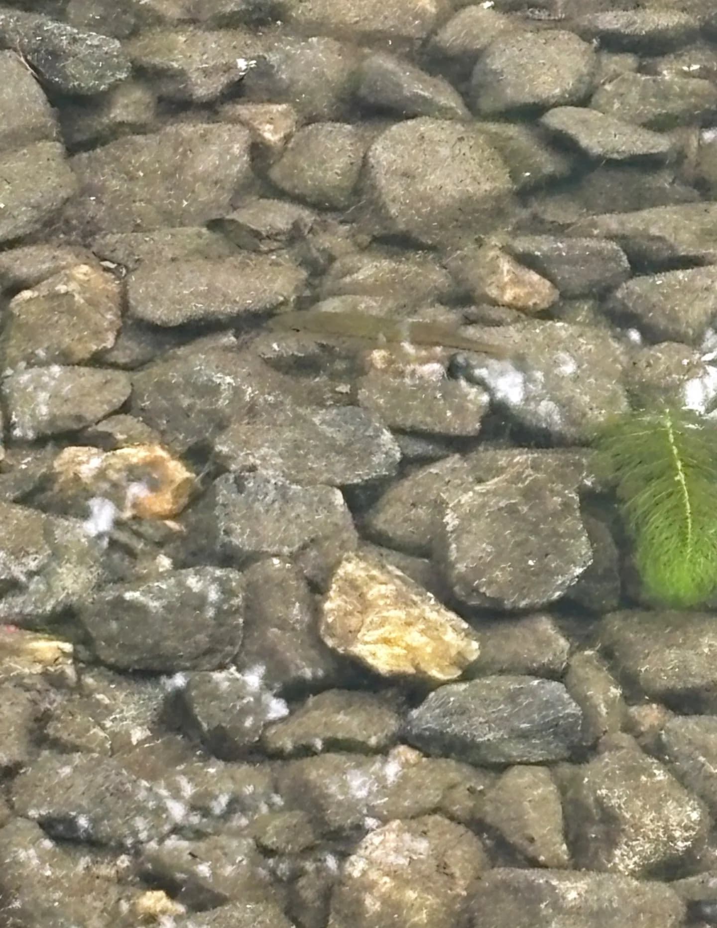 Myztikal Dragon image