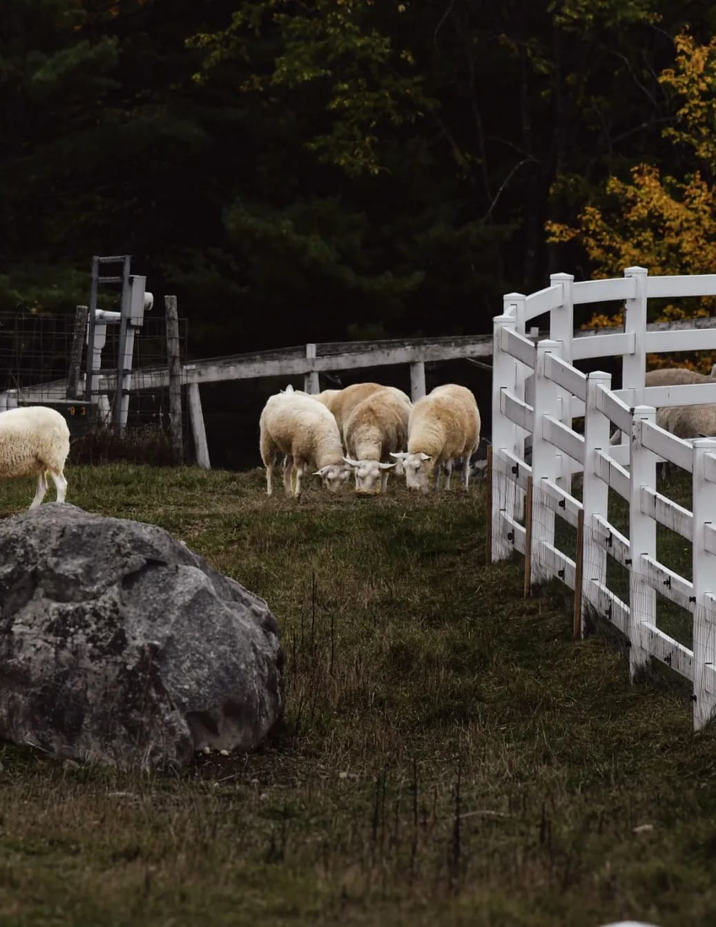Maineland Photography image