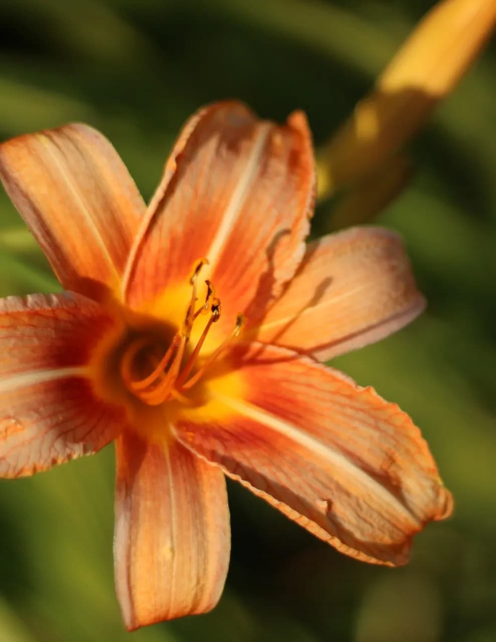Brooke’s Photography image