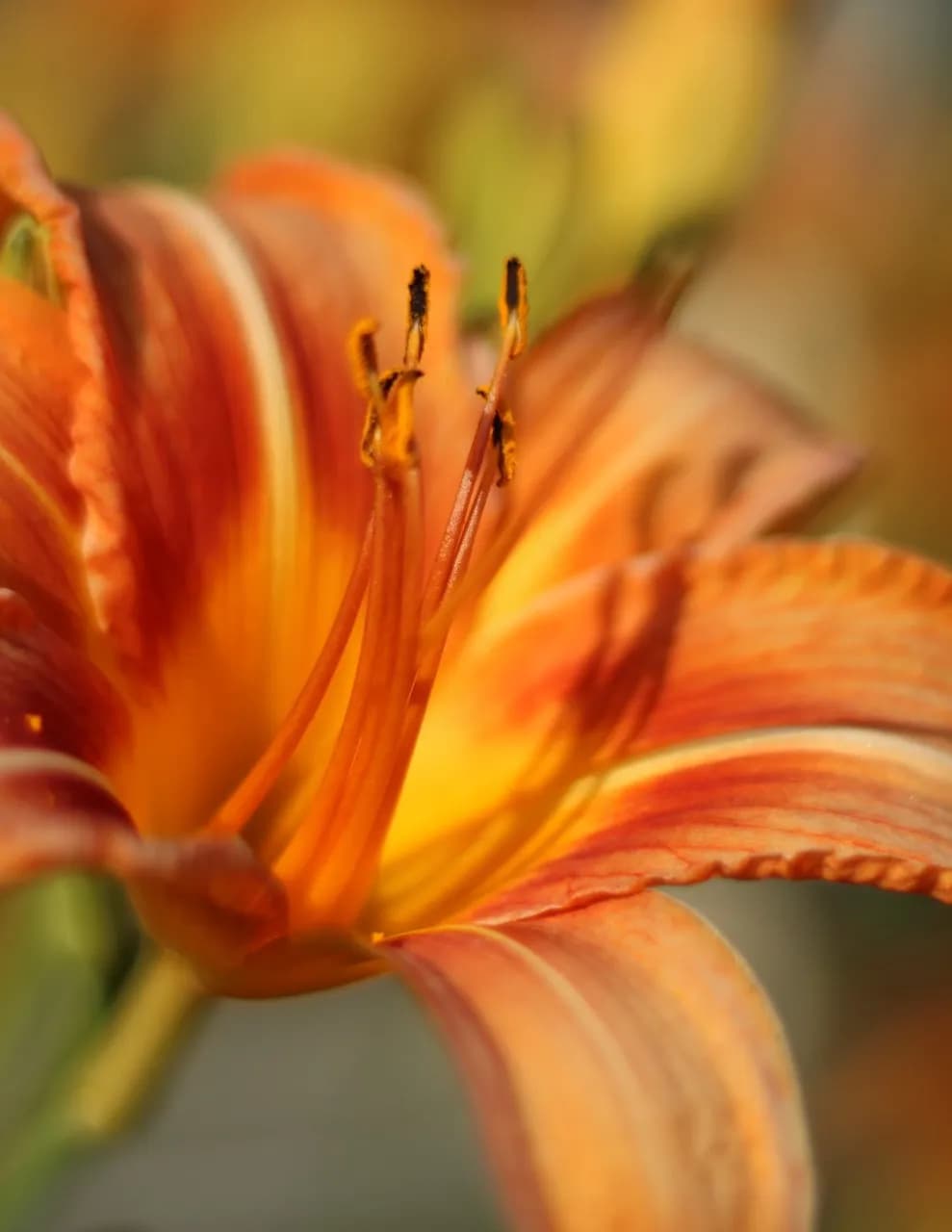 Brooke’s Photography image