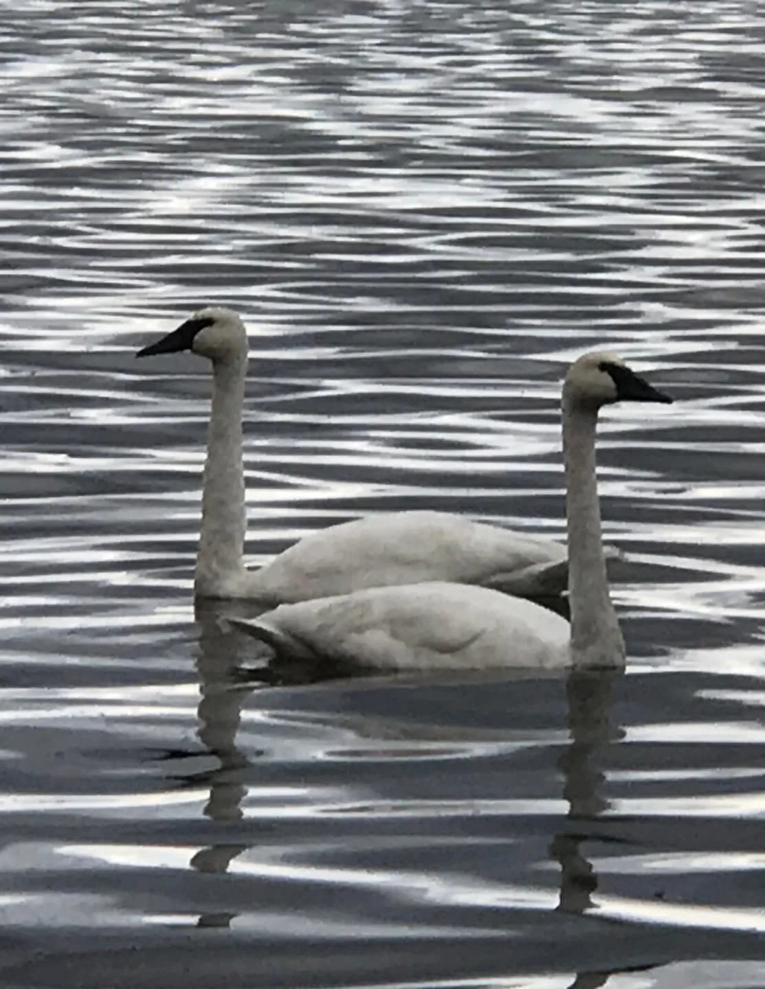 David Adams image