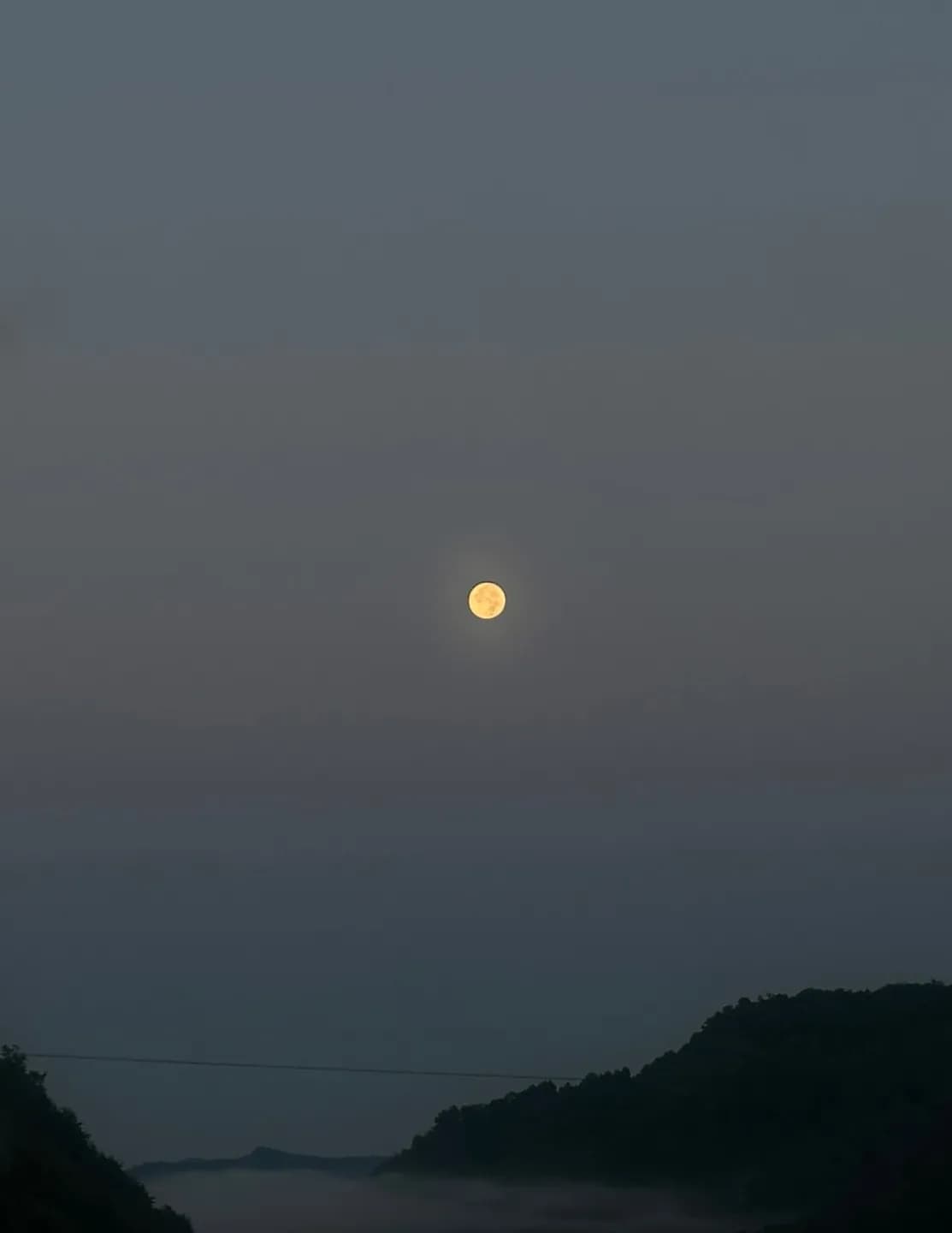 WildWoodSkies image