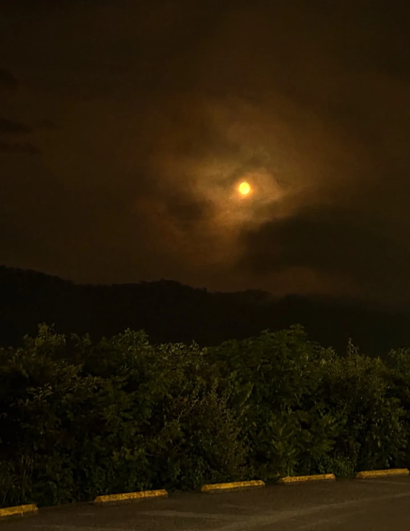 WildWoodSkies image